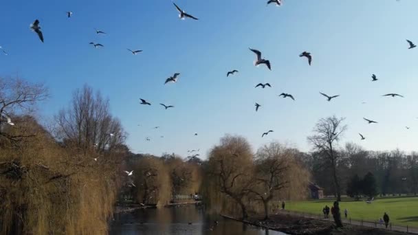 Water Birds Flying Willen Lake Milton Keynes Αγγλία Ηνωμένο Βασίλειο — Αρχείο Βίντεο