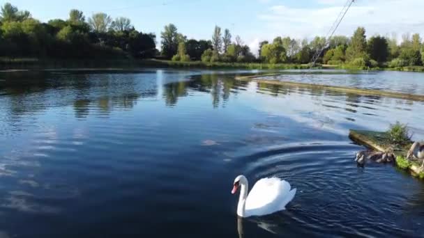 Water Birds Willen Lake Milton Keynes Αγγλία Ηνωμένο Βασίλειο — Αρχείο Βίντεο