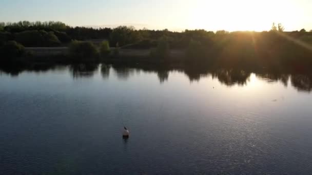 英国米尔顿凯恩斯的威伦湖中的水鸟 — 图库视频影像