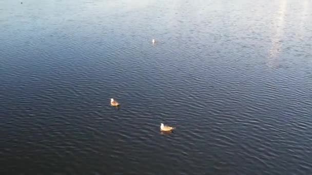 Ngiltere Milton Keynes Deki Willen Gölü Nde Kuşları — Stok video