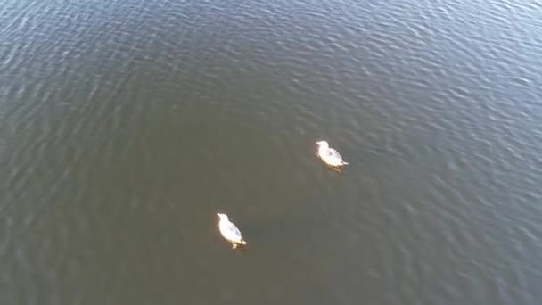 Aves Aquáticas Willen Lake Milton Keynes Inglaterra Reino Unido — Vídeo de Stock