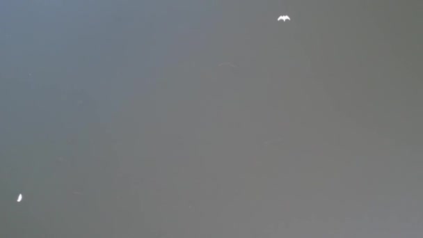 イギリス イギリス ミルトン ケインズのウィレン湖を飛ぶ水の鳥 — ストック動画