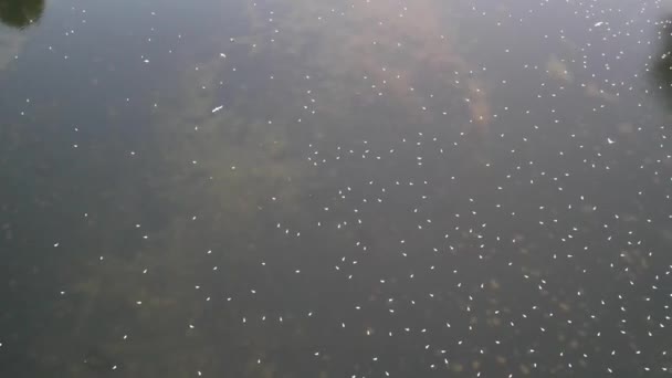 Водоплавающие Птицы Пролетают Над Озером Озеро Милтон Кейнсе Англия Великобритания — стоковое видео