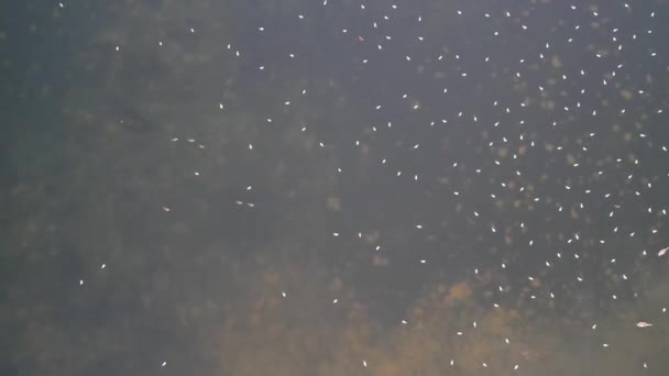 イギリス イギリス ミルトン ケインズのウィレン湖を飛ぶ水の鳥 — ストック動画