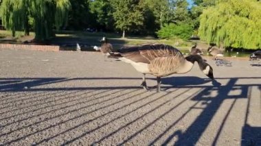 Wardown Park, Luton, İngiltere 'deki Su Kuşları