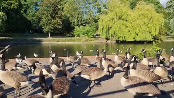 Vattenfåglar Wardown Park Luton England Storbritannien — Stockvideo