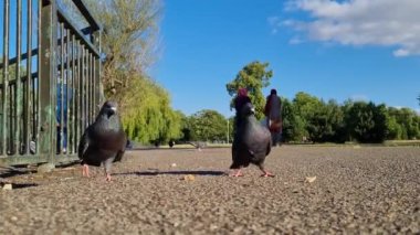 Wardown Park, Luton, İngiltere 'deki Su Kuşları