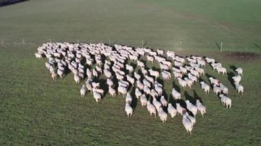 İngiliz Koyun Çiftliğinin Yavaş Hareket Görüntüsü