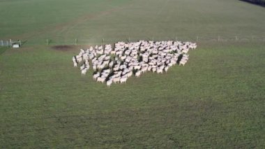 İngiliz Koyun Çiftliğinin Yavaş Hareket Görüntüsü