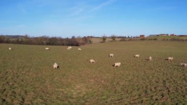 İngiliz Koyun Çiftliğinin Yavaş Hareket Görüntüsü