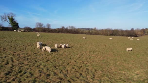 Slow Motion Nagranie British Sheep Farm — Wideo stockowe