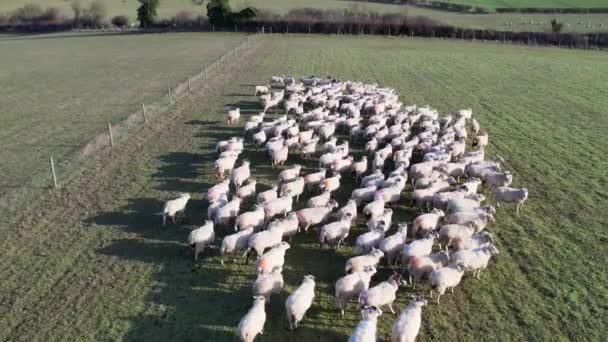 Slow Motion Πλάνα Της British Sheep Farm — Αρχείο Βίντεο