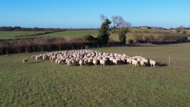 Filmagem Câmera Lenta Fazenda Britânica Ovelhas — Vídeo de Stock