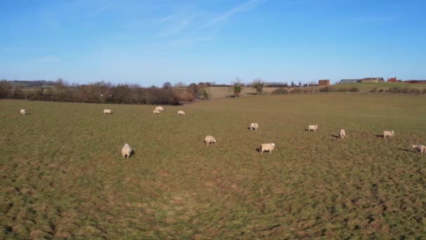 Slow Motion Nagranie British Sheep Farm — Wideo stockowe