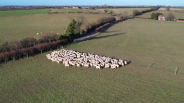 İngiliz Koyun Çiftliğinin Yavaş Hareket Görüntüsü