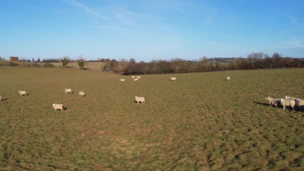 Filmagem Câmera Lenta Fazenda Britânica Ovelhas — Vídeo de Stock