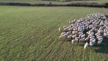 İngiliz Koyun Çiftliği Görüntüsü