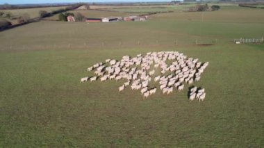 İngiliz Koyun Çiftliği Görüntüsü
