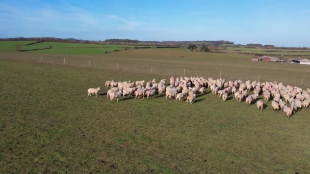 Nagranie Brytyjskiej Hodowli Owiec — Wideo stockowe