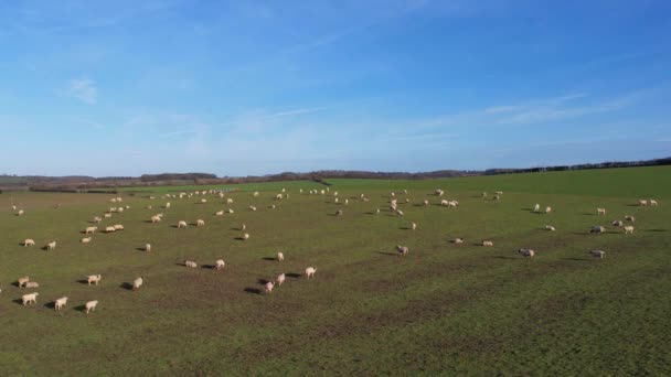 英国绵羊饲养场的录像 — 图库视频影像