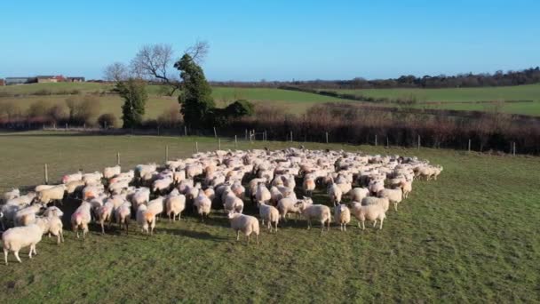 Optagelser British Sheep Farm – Stock-video