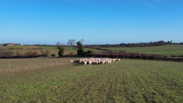 Nagranie Brytyjskiej Hodowli Owiec — Wideo stockowe