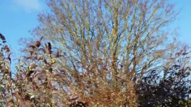 Autumn season showing trees in the park