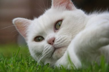 Şirin Pers Kedisi İngiltere 'nin Luton kasabasında bir ev bahçesinde poz veriyor.