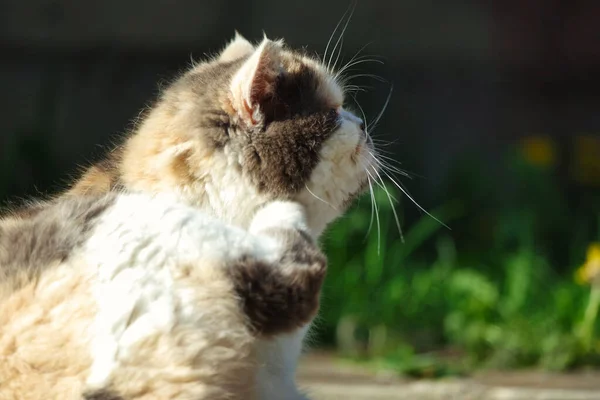 Aranyos Perzsa Macska Van Pózol Ban Egy Otthon Kert Ban — Stock Fotó