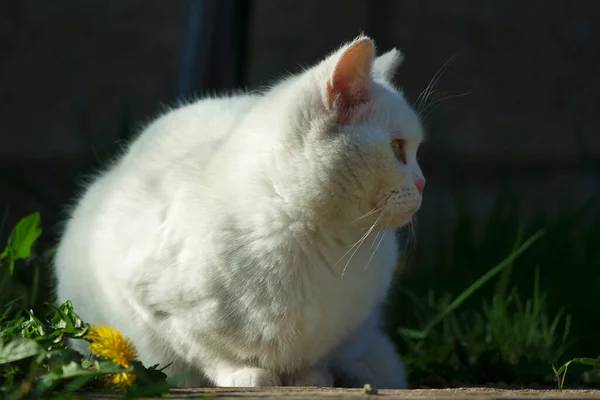 Cute Persian Cat Jest Pozowanie Ogrodzie Luton Town England — Zdjęcie stockowe