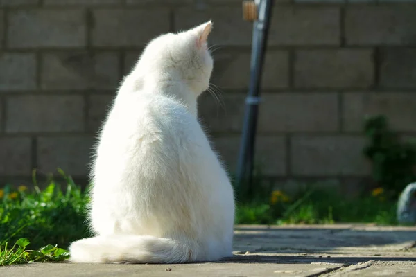 Gato Persa Bonito Está Posando Jardim Casa Cidade Luton Inglaterra — Fotografia de Stock