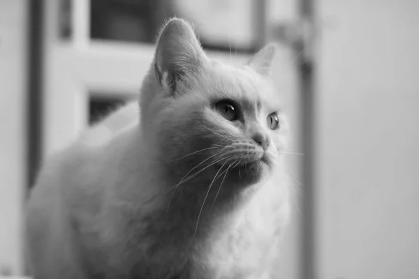 Cute Persian Cat Jest Pozowanie Ogrodzie Luton Town England — Zdjęcie stockowe