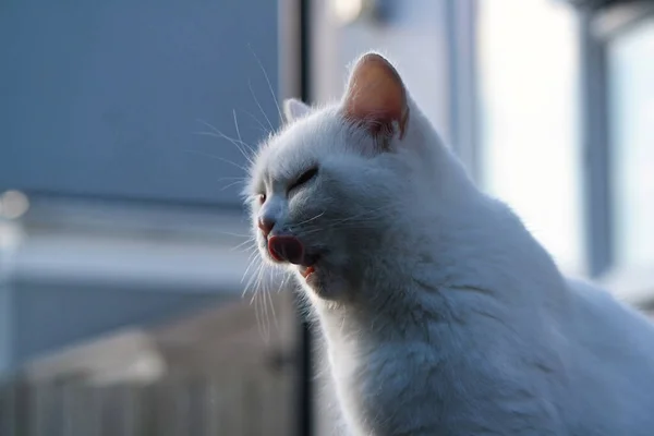 Aranyos Perzsa Macska Van Pózol Ban Egy Otthon Kert Ban — Stock Fotó