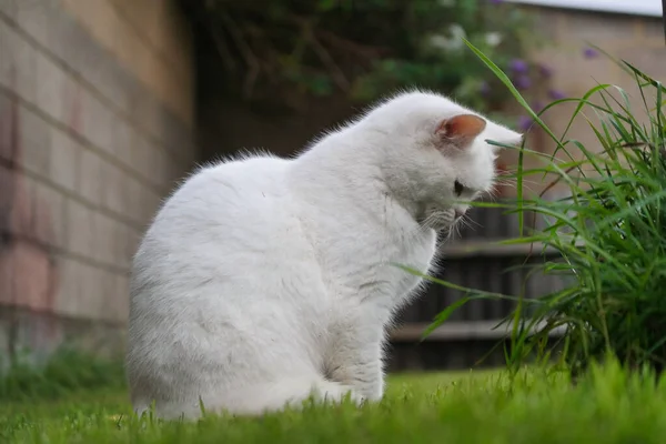 Schattig Perzisch Kat Poseren Een Home Garden Luton Town England — Stockfoto