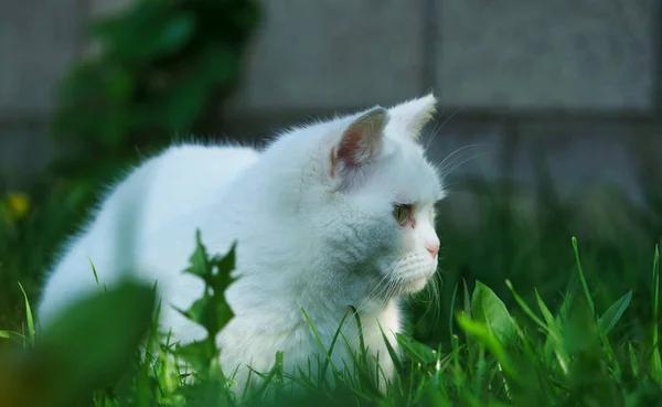 Schattig Perzisch Kat Poseren Een Home Garden Luton Town England — Stockfoto