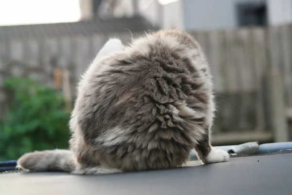귀여운 페르시아 고양이는 영국의 타운의 가든에서 — 스톡 사진