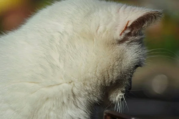 귀여운 페르시아 고양이는 영국의 타운의 가든에서 — 스톡 사진