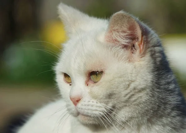 Мила Перська Кішка Позує Домашньому Саду Лутон Сіті Англія Великобританія — стокове фото