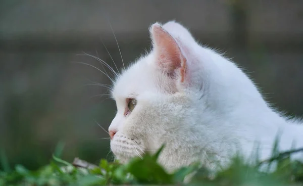 Söt Persisk Katt Posing Home Garden Luton Stad England — Stockfoto