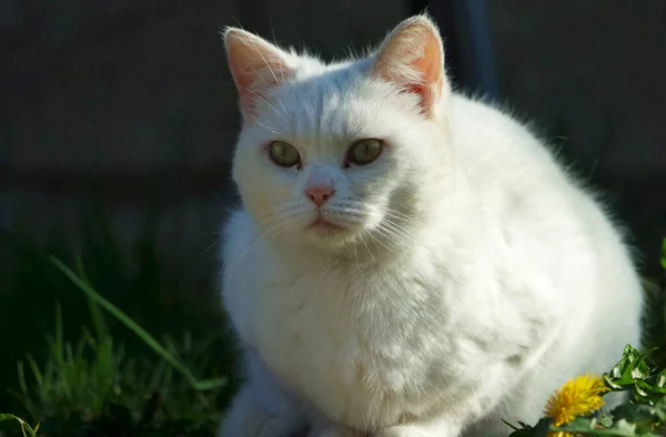 Söt Persisk Katt Posing Home Garden Luton Stad England — Stockfoto