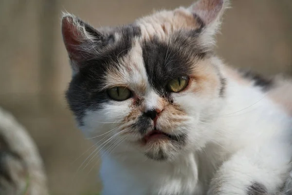 stock image Cute Persian Cat is Posing in a Home Garden at Luton Town of England UK