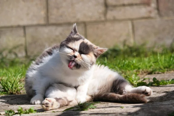 Şirin Pers Kedisi Ngiltere Nin Luton Kasabasında Bir Bahçesinde Poz — Stok fotoğraf