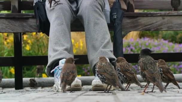 Little Birds Gevoed Door Tourist People Bij London Eye Door — Stockvideo