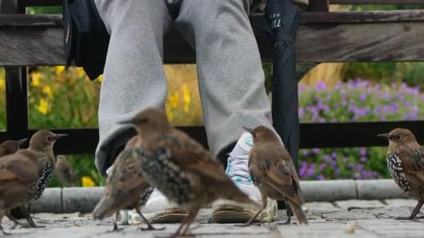 Little Birds Gevoed Door Tourist People Bij London Eye Door — Stockvideo