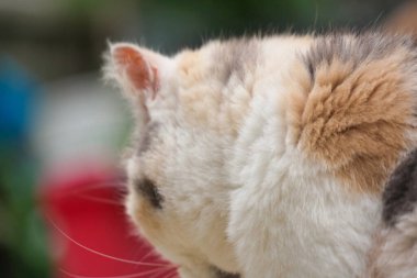 Pers Cins Kedisi İngiltere 'nin Luton kasabasında bir ev bahçesinde poz veriyor.