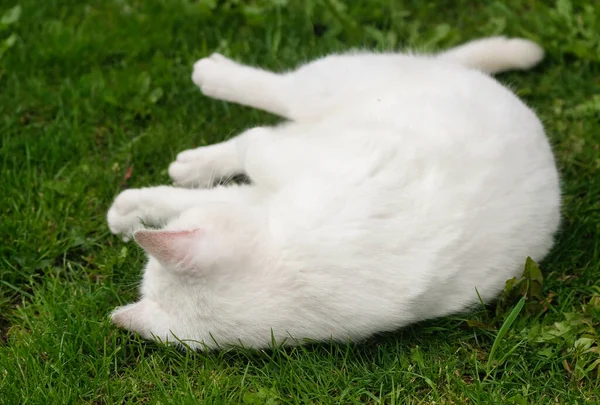 Περσική Φυλή Cat Είναι Posing Ένα Σπίτι Κήπο Στο Luton — Φωτογραφία Αρχείου