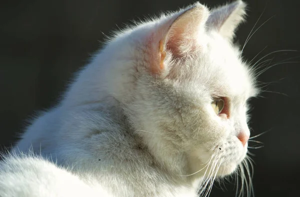 Raça Persa Gato Está Posando Jardim Casa Cidade Luton Inglaterra — Fotografia de Stock