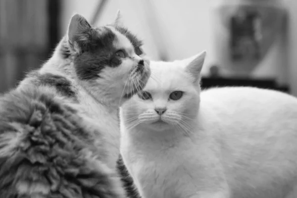 Persian Breed Cat Posa Giardino Domestico Luton Town Inghilterra — Foto Stock