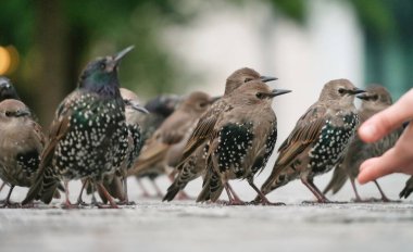 Londra 'daki Jubilee Gardens Parkı' nda Westminster, İngiltere 'nin Merkez Londra Başkenti. Görüntü 2 Ağustos 2023 'te çekildi.