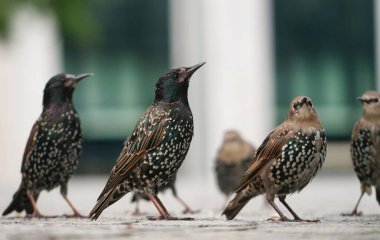 Londra 'daki Jubilee Gardens Parkı' nda Westminster, İngiltere 'nin Merkez Londra Başkenti. Görüntü 2 Ağustos 2023 'te çekildi.